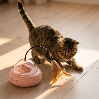 Tabby cat stalking the spinning feather in a sunbeam