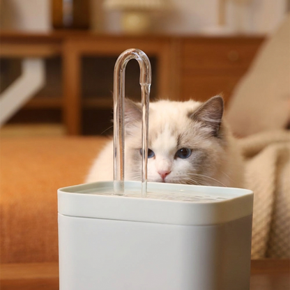 Close view of clean water flowing with a curious cat behind